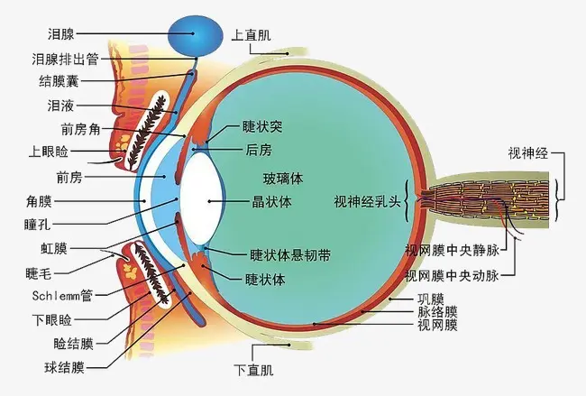 總感覺眼前有線條或氣泡？不要驚慌，就是飛蚊癥！